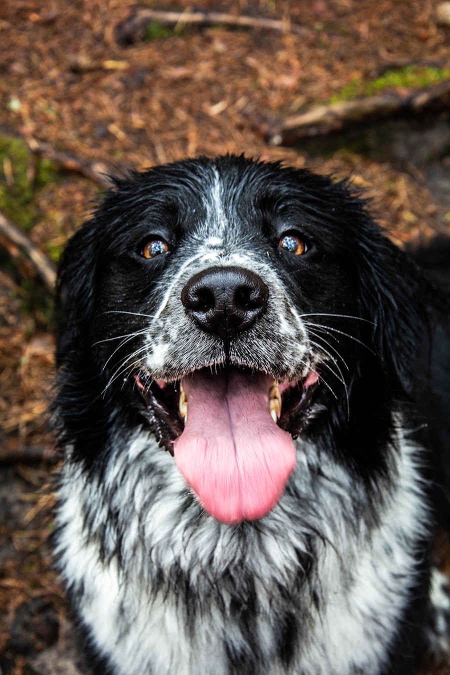 Well groomed dog portrait