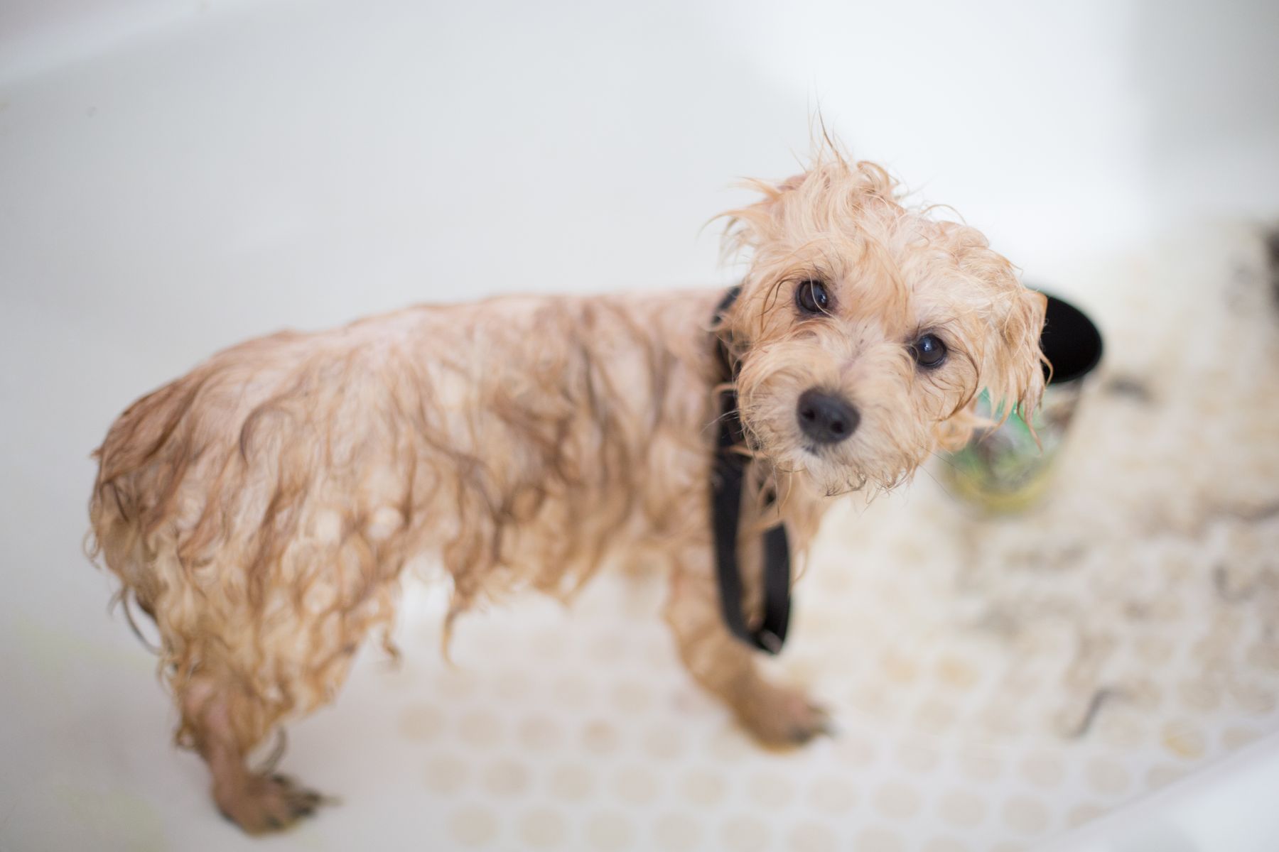 Dog enjoying a pamper session
