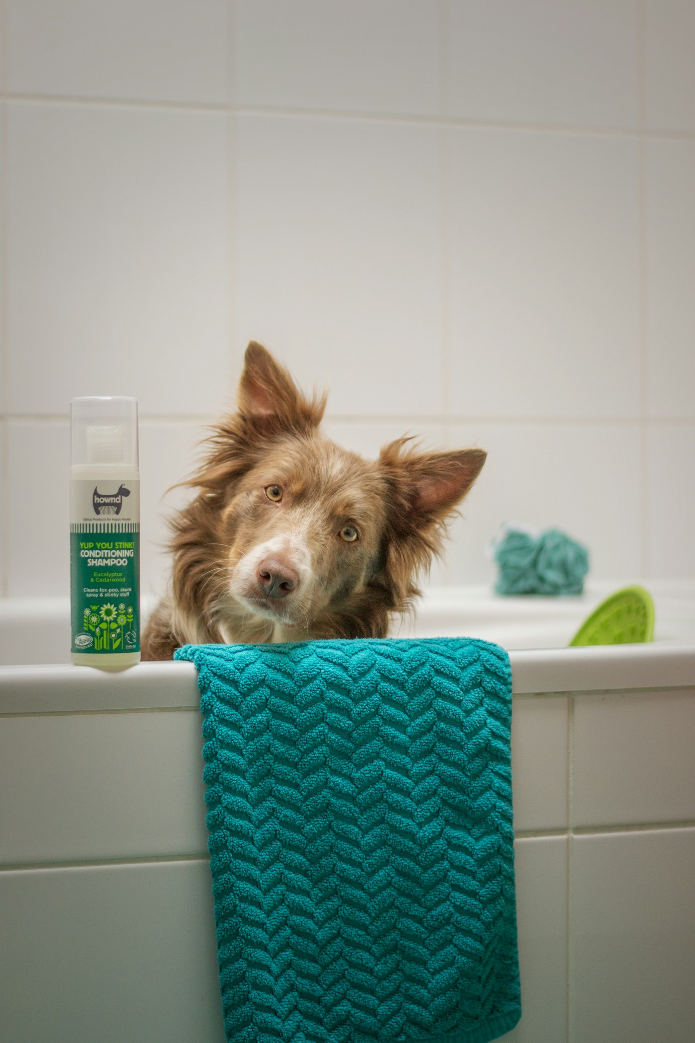 Dog being bathed