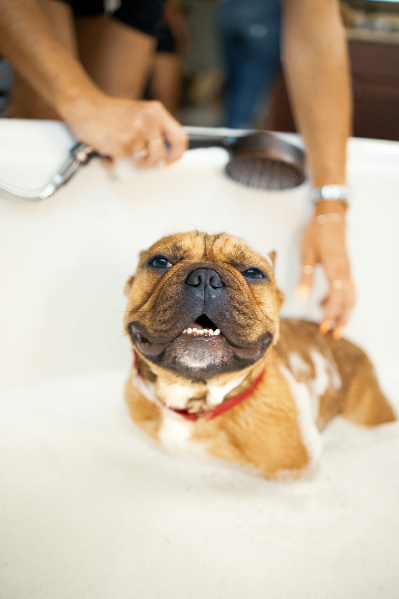 Dog grooming in progress