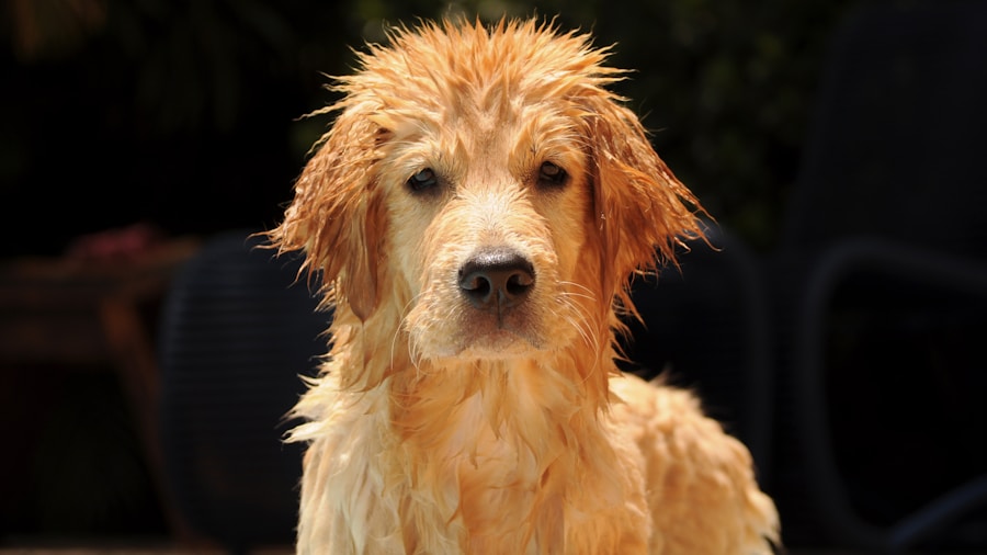Dog being professionally groomed